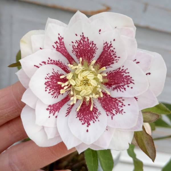 園芸ネット本店｜松村ナーセリーさんのクリスマスローズ：25-100ダブル