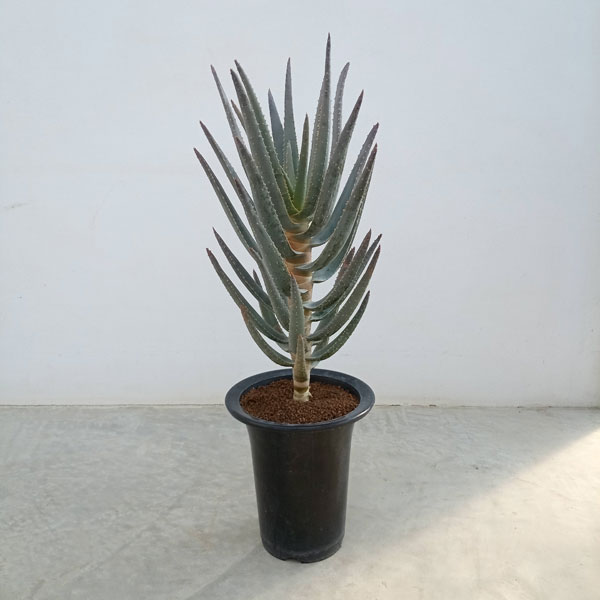 園芸ネット本店｜アロエ：ディコトマ（1本立ち）5.5号ロング の通販