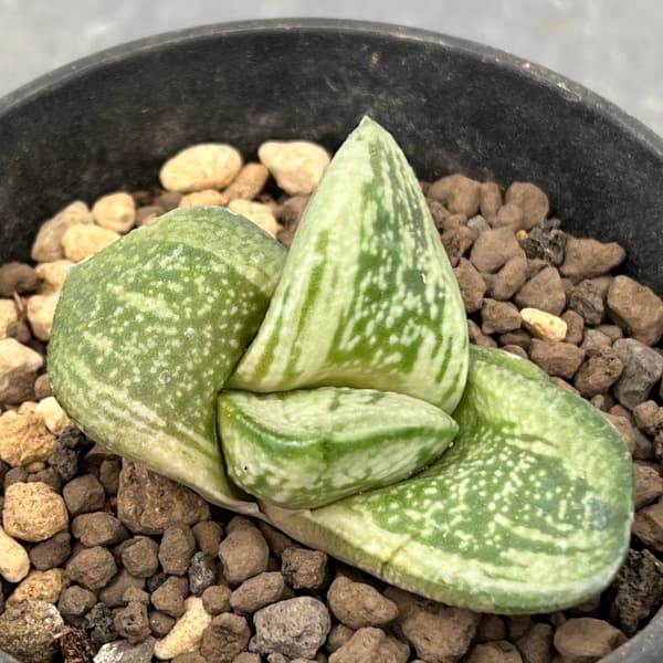 園芸ネット本店｜ガステリア：磯松臥牛 3号鉢植え の通販【公式】