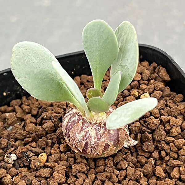 園芸ネット本店｜オトンナ：ピグマエア 2.5号鉢植え の通販【公式】