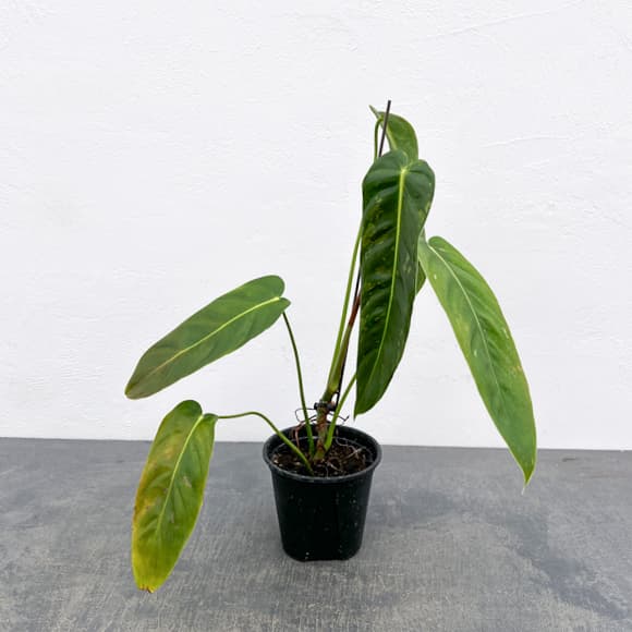 園芸ネット本店｜フィロデンドロン：エスメラルデンセ 3.5号ポット の