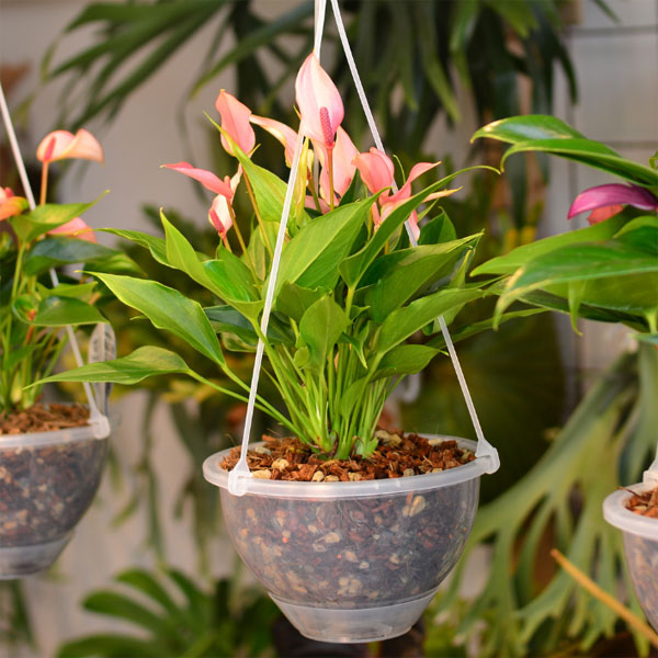 園芸ネット本店｜アンスリウム：リリー ネガミエルエアー×ねこチップ