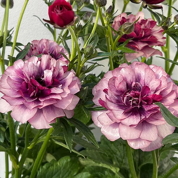 園芸ネット本店｜ラナンキュラス：ラックス ティーバ5号ロングポット