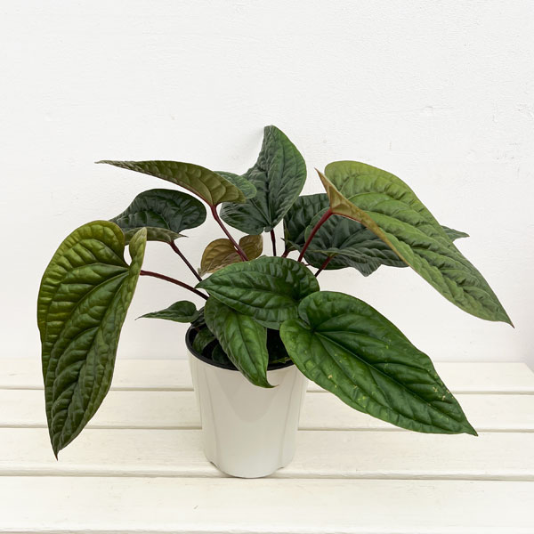 園芸ネット本店｜アンスリウム：ルクリアンス×ラディカンス 5号鉢植え