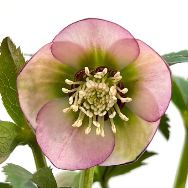 園芸ネット本店｜横山園芸さんのクリスマスローズ：プチドール25-15