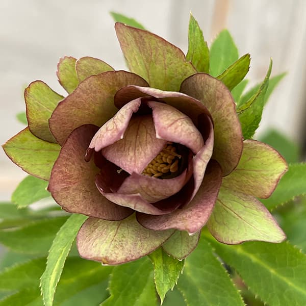 園芸ネット本店｜花郷園さんのクリスマスローズ：25-21パピエ