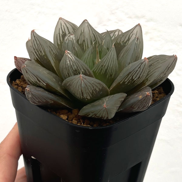 園芸ネット本店｜ハオルチア：シンビパープル（NS1/1） 3号スクエア