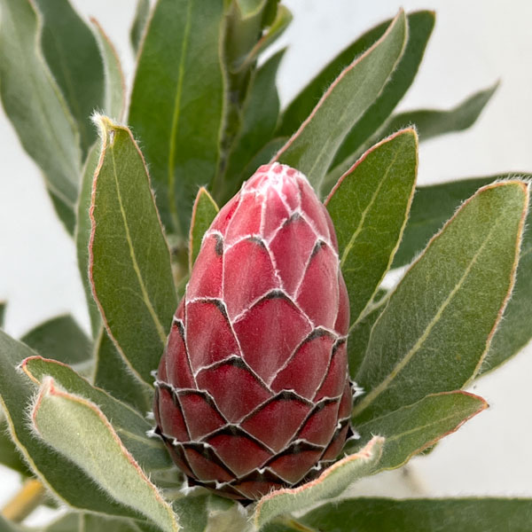 園芸ネット本店｜プロテア：ピンクプリンセス 7号鉢植え25-02 の通販