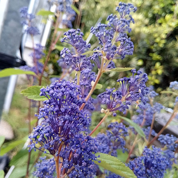 園芸ネット本店｜セアノサス：ヘンリーデスフォッセ4号ポット の通販