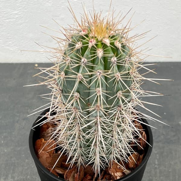 園芸ネット本店｜サボテン：武倫柱（ブリンチュブウ）4号鉢植え の通販
