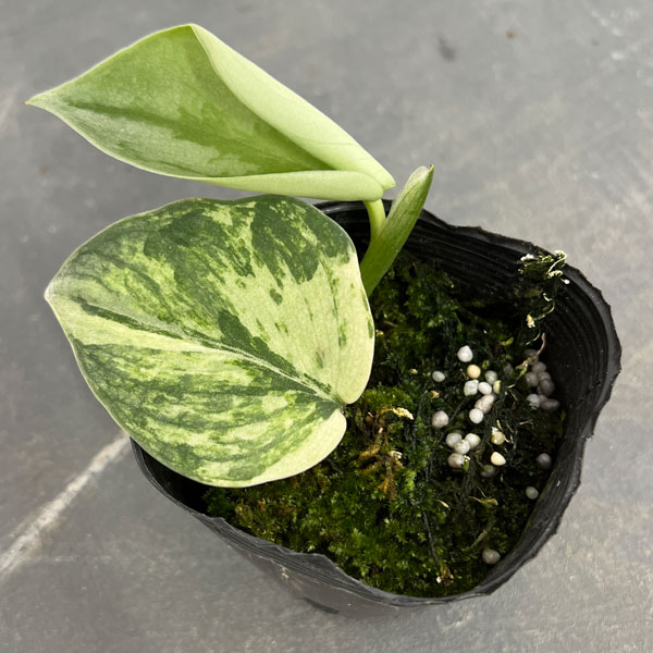 園芸ネット本店｜スキンダプサス：シルバーナイトバリエガータ 3号