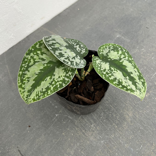 園芸ネット本店｜スキンダプサス：トリカラーシルバー 3号ポット の