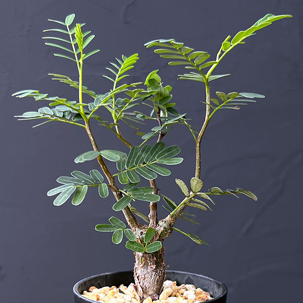 園芸ネット本店｜センナ：メリディオナリス（実生株） 2号鉢植え* の