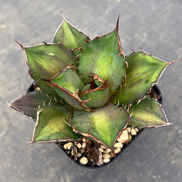 園芸ネット本店｜アガベ：チタノタ 雷王 3号ポット の通販【公式】