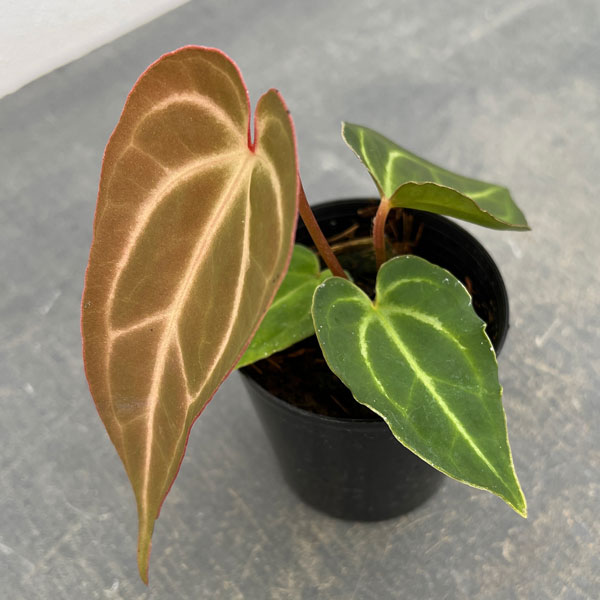 園芸ネット本店｜（わけあり特価）アンスリウム（原種）：SKGシルバー