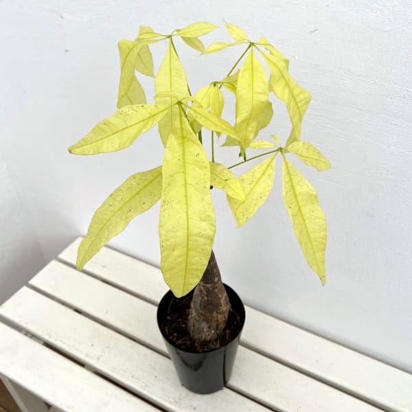 園芸ネット本店｜パキラ：レモンライム 5号鉢植え の通販【公式】