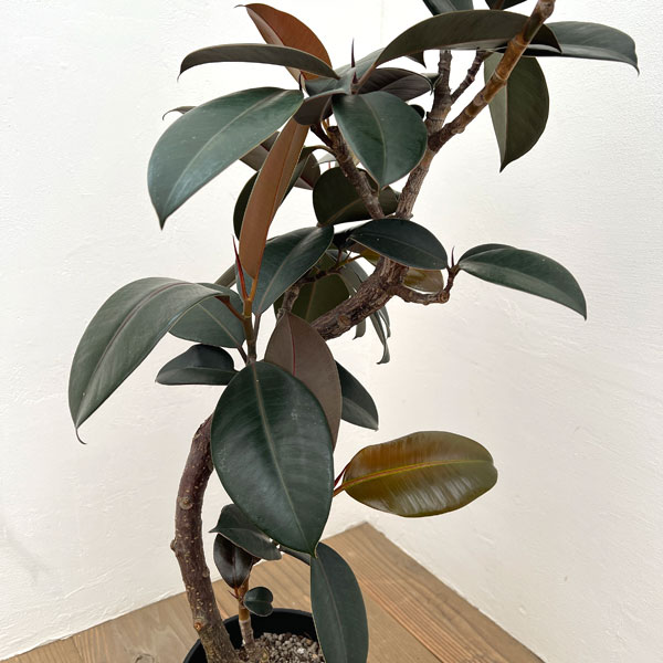 園芸ネット本店｜フィカス：バーガンディ（曲がり）7号硬質ポット* の