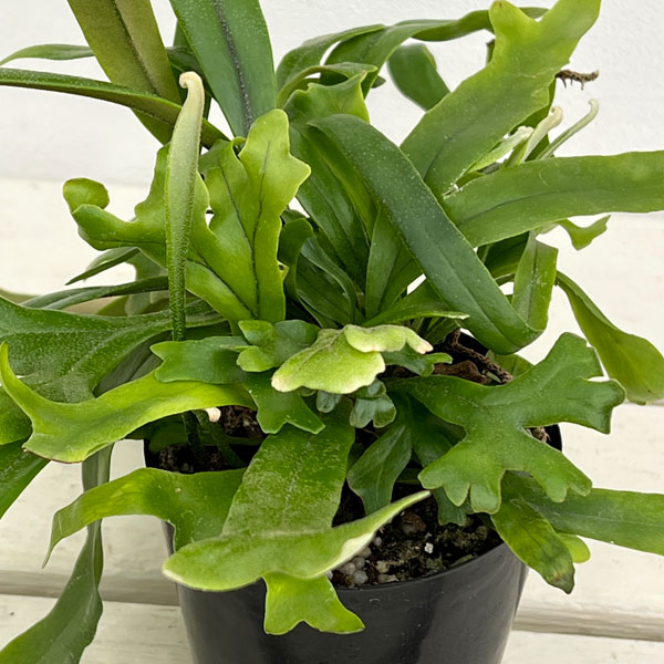 園芸ネット本店｜ピロシア：ロンギフォリア 3号ポット の通販【公式】