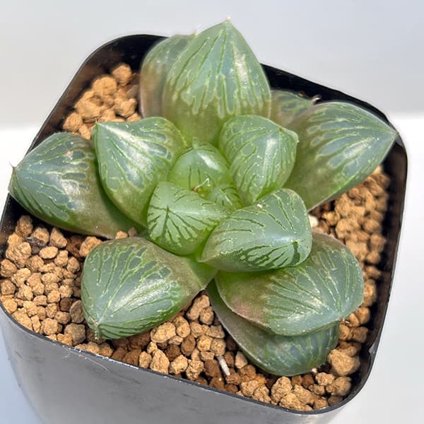 園芸ネット本店｜ハオルチア：大型紫オブツーサ 2.5号鉢植え の通販