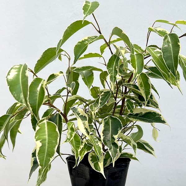 園芸ネット本店｜フィカス：ベンジャミン スターライト ビューティー