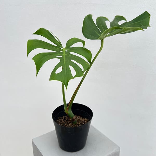 園芸ネット本店｜モンステラ：デリシオサ コンパクタ 5号ポット* の