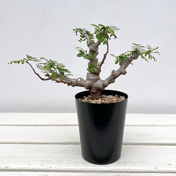 園芸ネット本店｜センナ：メリディオナリス 3号25-02 の通販【公式】