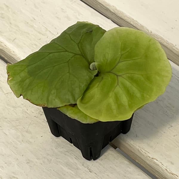 園芸ネット本店｜ビカクシダ（コウモリラン）：リドレイwide frond 2.5