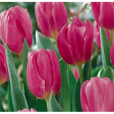 園芸ネット本店｜チューリップ：ピンクフラッグ3球入り（T） の通販