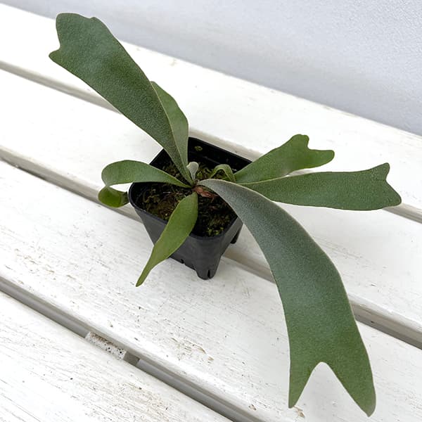 園芸ネット本店｜ビカクシダ（コウモリラン）：ウィリンキーイエロー