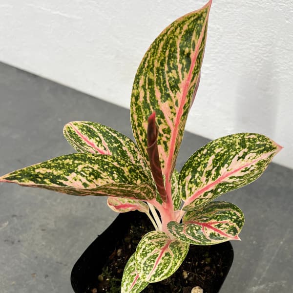 園芸ネット本店｜アグラオネマ：ゴールデンピンク 3.5号ポット の通販