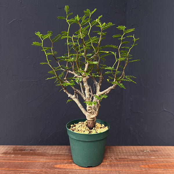 園芸ネット本店｜[ザ・ファームセレクト]センナ：メリディオナリス 3.5