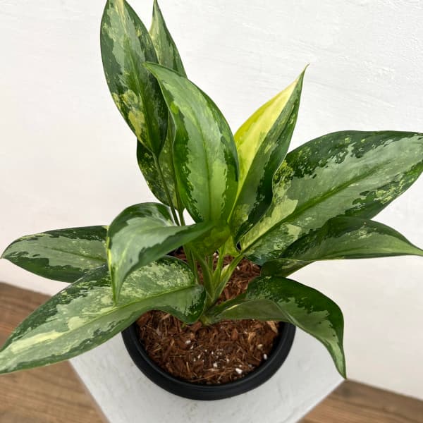 園芸ネット本店｜アグラオネマ：スワンナプーム 5号25-01 の通販【公式】