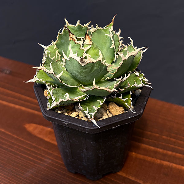 7 フィリグリー コンパクト ボールタイプ 矮性ミニTC株 アガベ