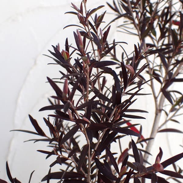 園芸ネット本店｜レプトスペルマム：カッパーグロー 6号ポット の通販