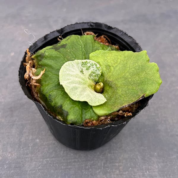 園芸ネット本店｜ビカクシダ（コウモリラン）：リドレイドワーフ