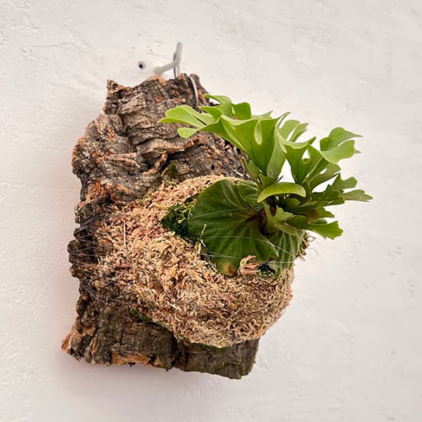 園芸ネット本店｜[ザ・ファームセレクト]ビカクシダ（コウモリラン