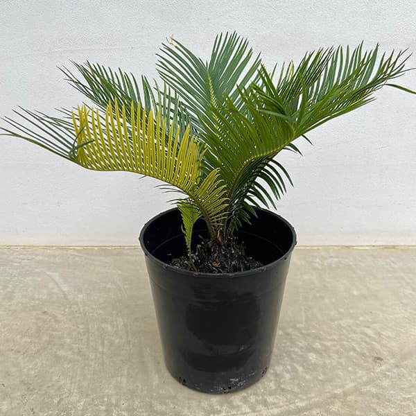 園芸ネット本店｜[ザ・ファームセレクト]ソテツ：斑入りソテツ 7号25