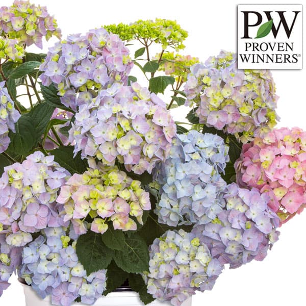 園芸ネット本店｜[26年4月下旬予約]アジサイ：サマーメドレー ペール