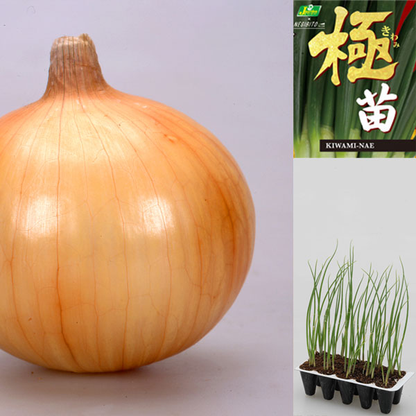園芸ネット本店｜玉ねぎプラグ苗：極苗：黄玉ねぎ 貯蔵向き スワロー10