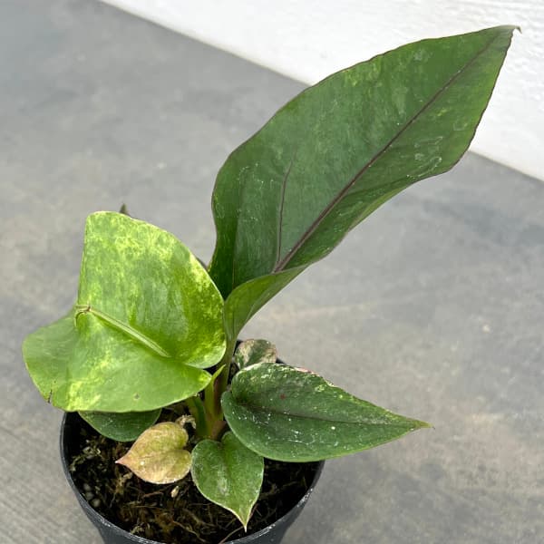 園芸ネット本店｜アンスリウム：フーケリーバリエガータ（斑入り