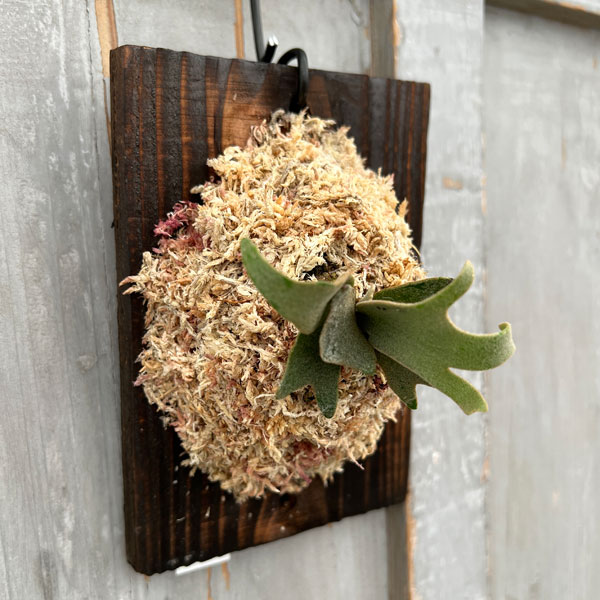 園芸ネット本店｜ビカクシダ（コウモリラン）：ウィリンキージェイド