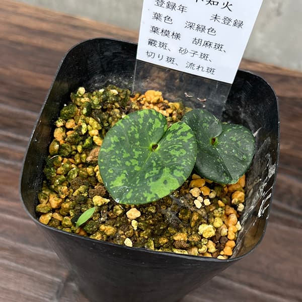 園芸ネット本店｜カンアオイ（寒葵）：不知火（シラヌイ）3号ポット の