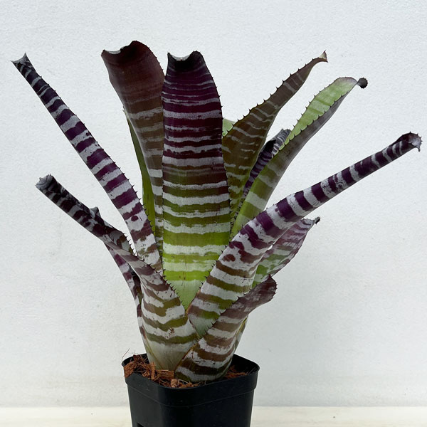 園芸ネット本店｜エクメア：チャンティニ ブラックセレクト 3.5号 の