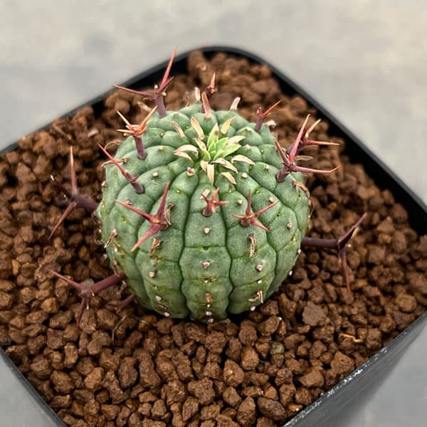 園芸ネット本店｜[ザ・ファームセレクト]ユーフォルビア：ステリスピナ