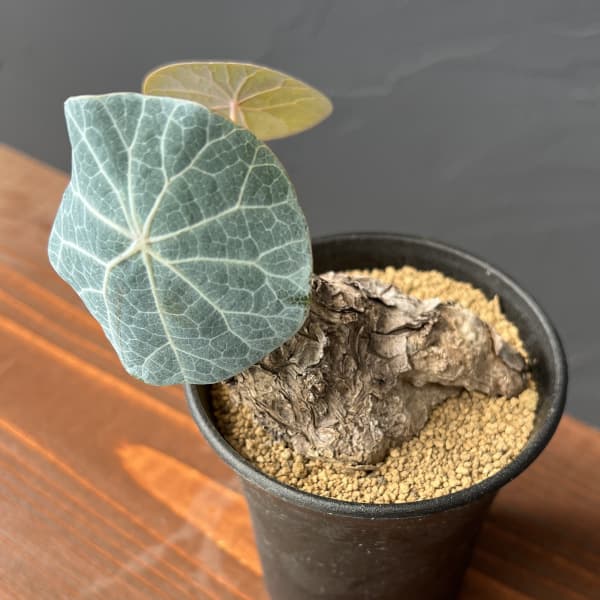 園芸ネット本店｜[ザ・ファームセレクト]ステファニア：カウィーサキー