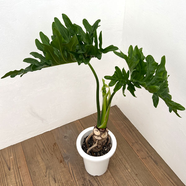 園芸ネット本店｜フィロデンドロン：セローム（幹上がり） 7号25-01 の