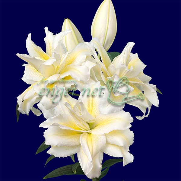 園芸ネット本店｜ユリ：八重咲きオリエンタルリリー（ローズリリー