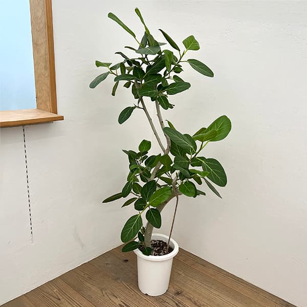 園芸ネット本店｜フィカス：ベンガレンシス 8号25-04 の通販【公式】