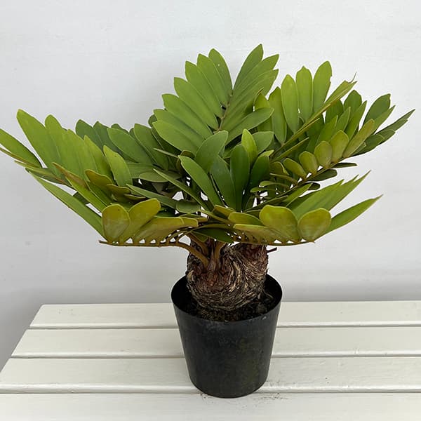 園芸ネット本店｜ザミア：フルフラセア 7号鉢植え25-04 の通販【公式】