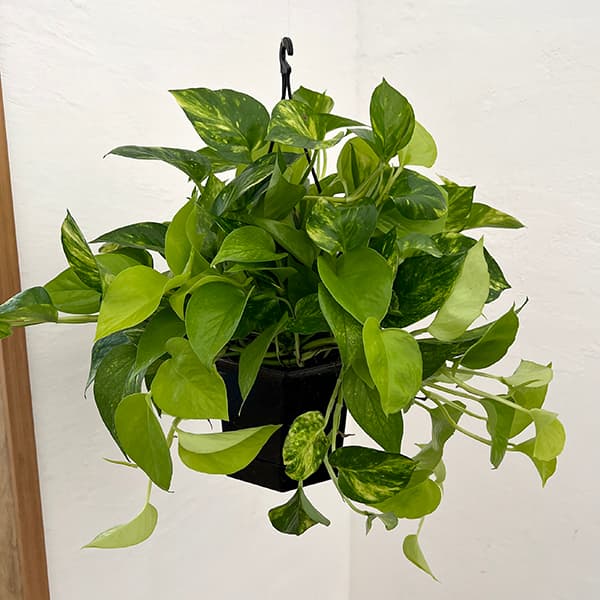 園芸ネット本店｜ポトス（2色植え）：ハッピーライム5号吊り鉢 の通販